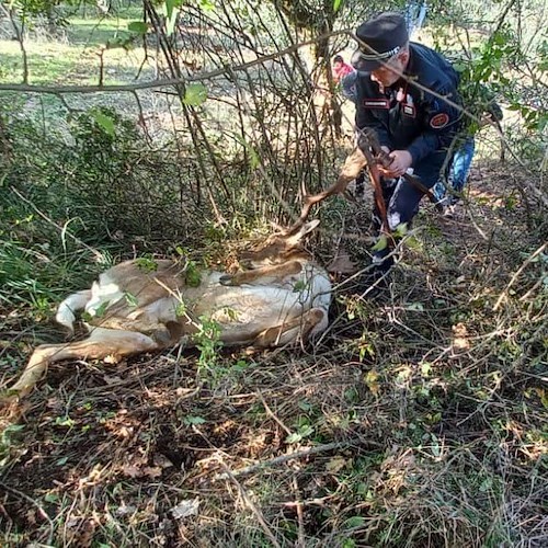 Passignano, daino resta impigliato nel fino spinato: salvato dai forestali <br />&copy; Carabinieri