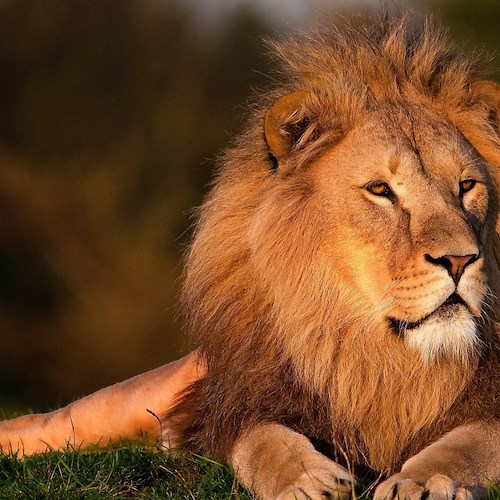 Leone<br />&copy; Foto di Robert Greene da Pixabay