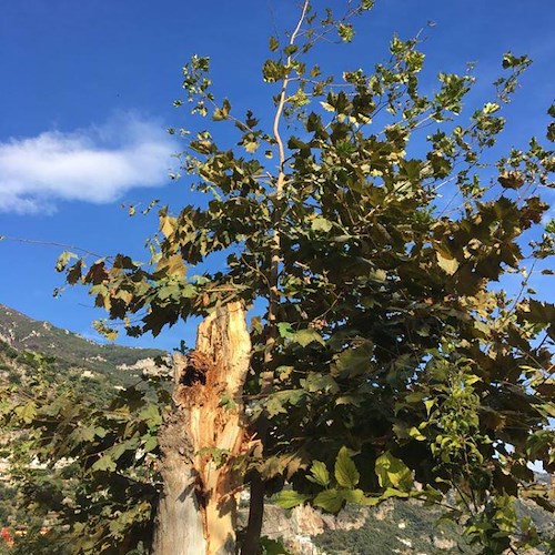 Paura in via Pasitea: un albero si è appena spezzato