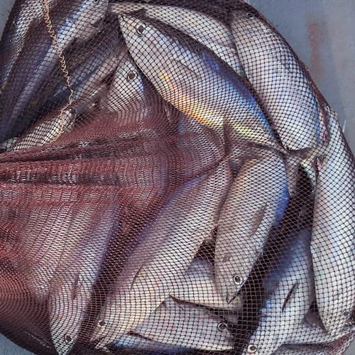 Pesca di frodo. A Cetara sequestrati 60kg di pescato /foto