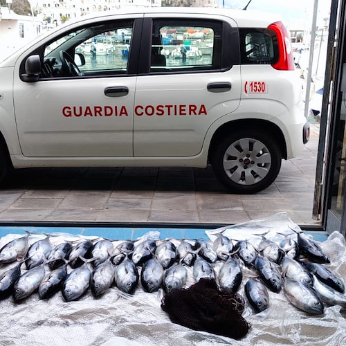 Pesca illegale a Cetara, la Guardia Costiera sequestra tonni rossi sotto misura