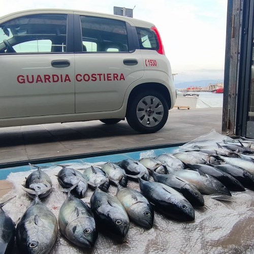 Pesca illegale a Cetara, la Guardia Costiera sequestra tonni rossi sotto misura