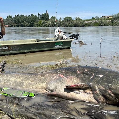 Pesce gatto da record catturato nel fiume Po, è lungo circa 3 metri