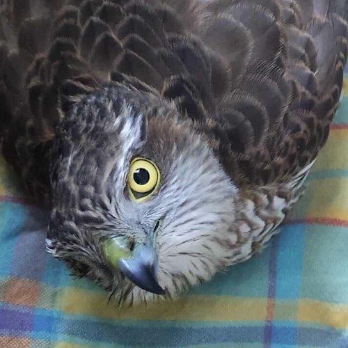 Recuperato sparviero colpito ad un'ala<br />&copy; WWF Terre del Tirreno