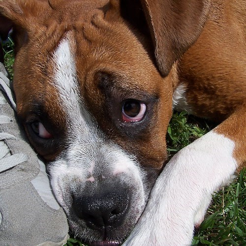 Piombini di ferro sparati contro cagnolino a Cava de' Tirreni, si indaga 