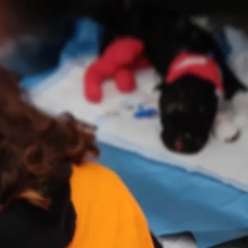 Pitbull bruciato vivo a Palermo, Aron non ce l'ha fatta: il suo corpo non ha retto alle gravi ferite<br />&copy; LAV Palermo