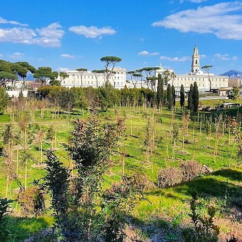 Pompei, parte programma di rimboschimento delle aree verdi: oltre 4000 nuovi alberi 