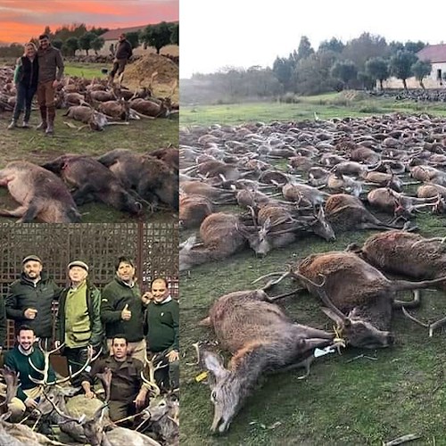 Portogallo. Cacciatori spagnoli massacrano 540 animali tra cervi e cinghiali /Foto