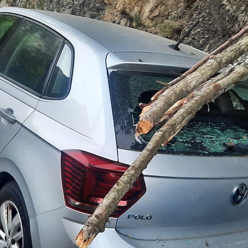 Positano, albero secco precipita su due auto: lunotto posteriore in frantumi 