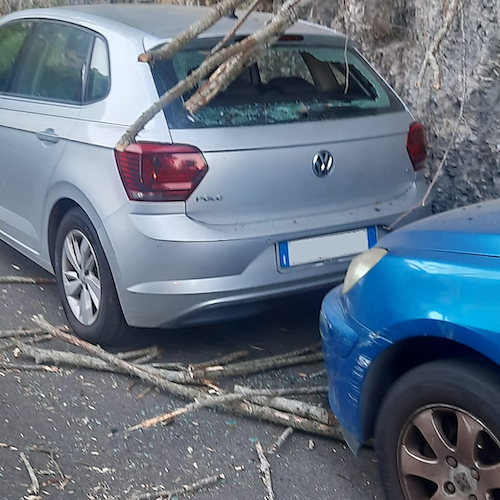 Positano, albero secco precipita su due auto: lunotto posteriore in frantumi 