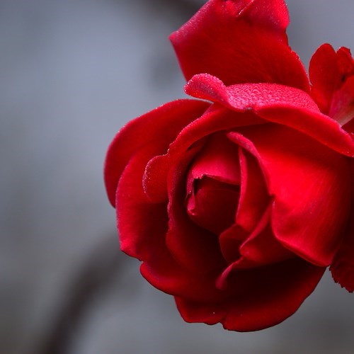 Rosa<br />&copy; Peggychoucair