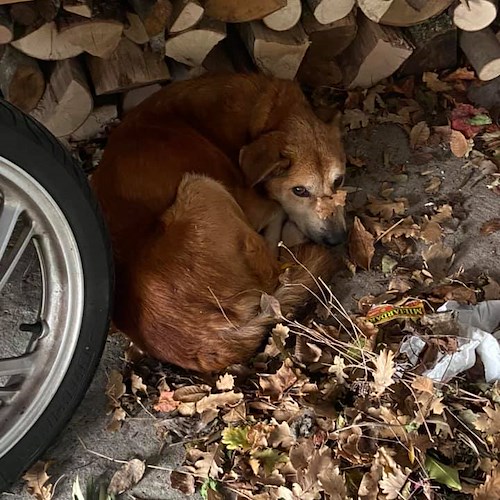 Positano: cane impaurito a Montepertuso cerca casa