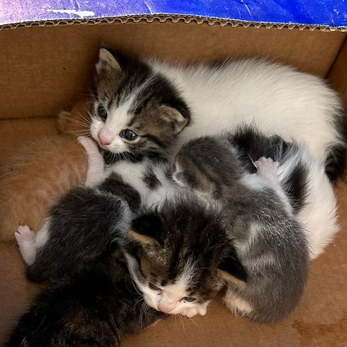Gattini abbandonati al freddo in una scatola<br />&copy; Positano Animali