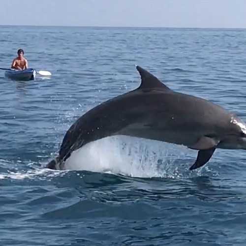 Positano: la capriola del delfino affascina i clienti del "San Pietro" 