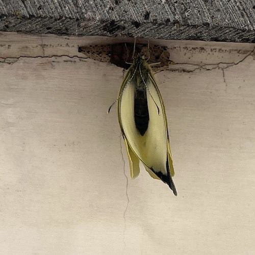 Positano, la nascita di una farfalla Gonepteryx negli scatti di Fabio Fusco <br />&copy; Fabio Fusco