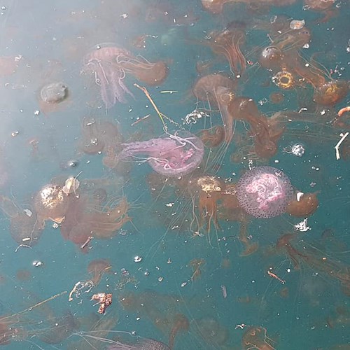 Positano, Massa Lubrense e Sorrento invase dalle meduse: cambiamenti climatici o eccessivo sfruttamento ittico?