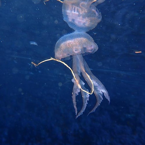 Positano, meduse intente a mangiare plastica a Li Galli: il monitoraggio del Parco Protetto Punta Campanella