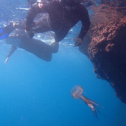 Positano, meduse intente a mangiare plastica a Li Galli: il monitoraggio del Parco Protetto Punta Campanella