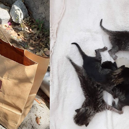 Positano, sette gattini abbandonati in un sacchetto. Salvati da volontaria, ma adesso si cerca balia