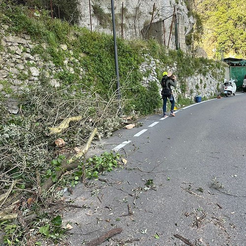 Positano, vento forte fa crollare rami secchi e danneggia auto in sosta. Lavori urgenti di pulizia /foto /video