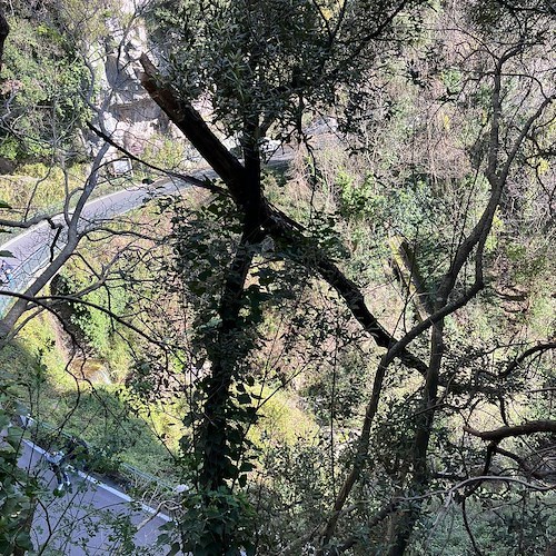 Positano, vento forte fa crollare rami secchi e danneggia auto in sosta. Lavori urgenti di pulizia /foto /video