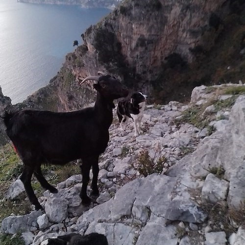 Praiano, si imbattono in capretto appena nato in difficoltà mentre fanno trekking: salvataggio sul Sentiero degli Dei