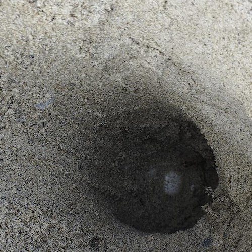 Primo nido stagionale di tartaruga marina nel Cilento, volontari sul posto 
