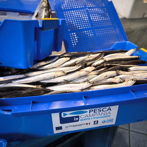"Progetto Pesca Campania" a Vico Equense, un’occasione unica per incentivare il turismo e la pesca sostenibile<br />&copy; Città di Vico Equense