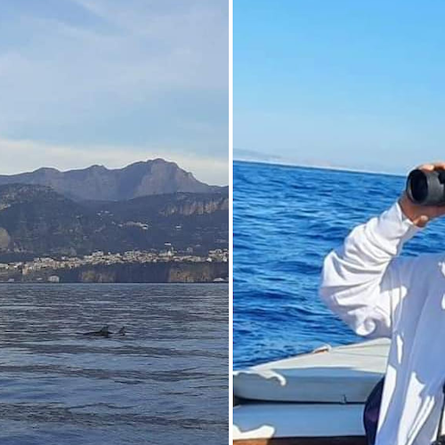 Punta Campanella, a novembre il corso gratuito per "Dolphin watching" / COME PARTECIPARE 