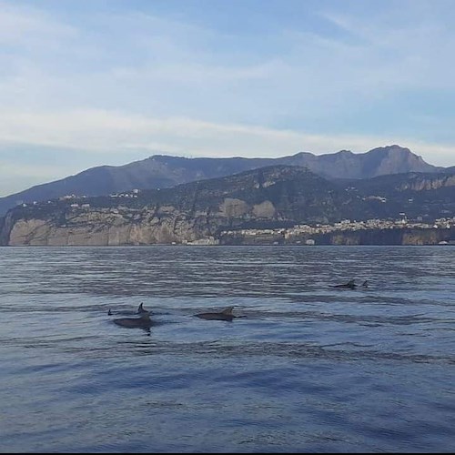 Punta Campanella, a novembre il corso gratuito per "Dolphin watching" / COME PARTECIPARE 