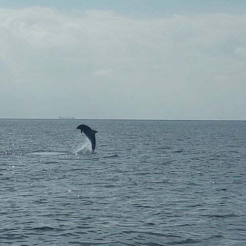 Punta Campanella, parte il corso "Dolphin watching": stamattina uscita in barca con avvistamento di branco di delfini 