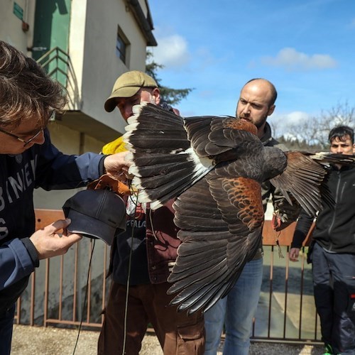 poiana di Harris<br />&copy; Carabinieri