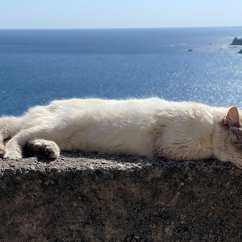 Gatto<br />&copy; Massimiliano D'Uva