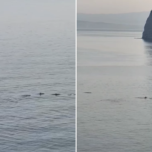 Risveglio con i delfini in Penisola Sorrentina, avvistamento tra Sant'Agnello e Piano di Sorrento / VIDEO 