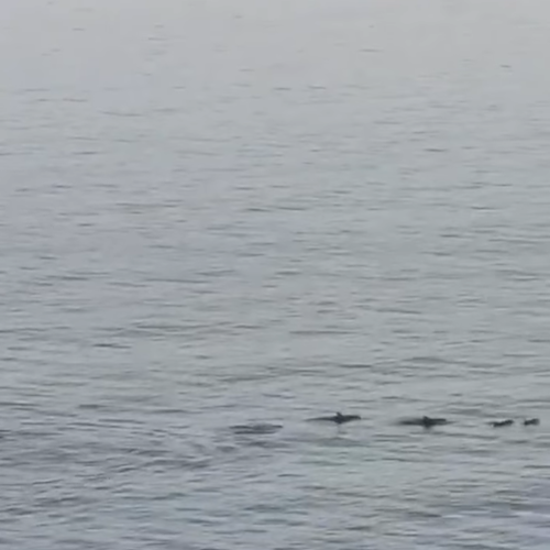 Risveglio con i delfini in Penisola Sorrentina, avvistamento tra Sant'Agnello e Piano di Sorrento / VIDEO 