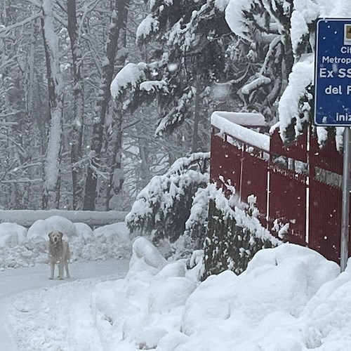 Risveglio con la neve su Monte Faito, le foto di Fabio Fusco 