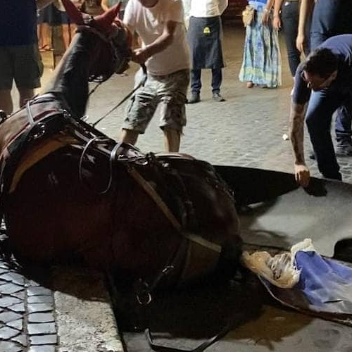 Roma, cavallo crolla al suolo davanti alla Fontana di Trevi 