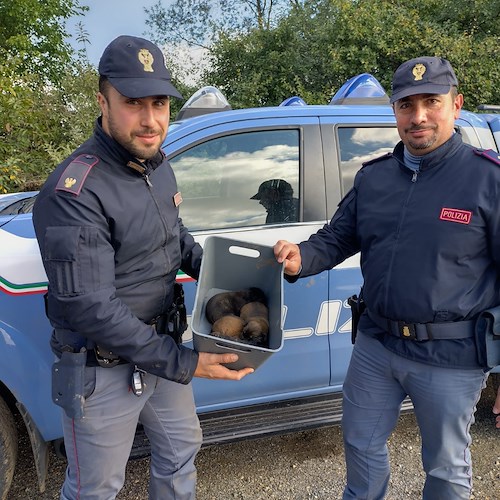 Romania, poliziotto di Sorrento mette in salvo cagnolina investita e i suoi quattro cuccioli di pochi giorni