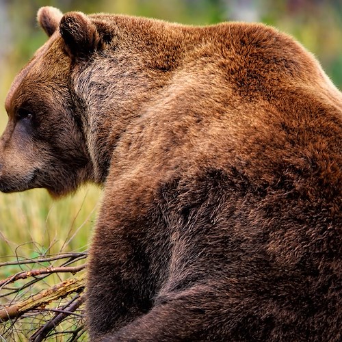 Runner morto in Trentino, catturata nella notte l'orsa Jj4