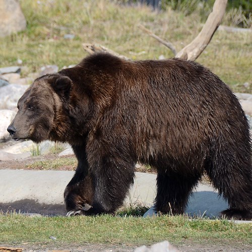 Runner morto in Trentino, catturata nella notte l'orsa Jj4