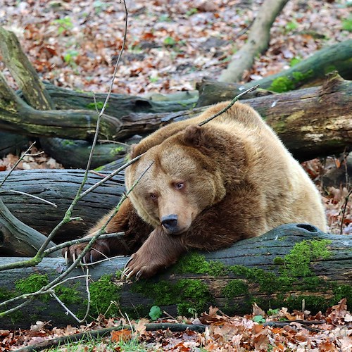 Runner ucciso da orso in Val di Sole, scontro tra Provincia autonoma Trento e Oipa