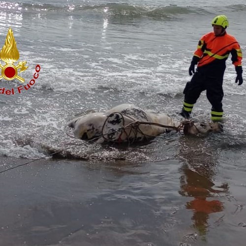 Salerno, carcassa di bovino sulla spiaggia di Santa Teresa<br />&copy; Vigili del Fuoco