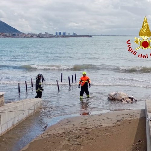 Salerno, carcassa di bovino sulla spiaggia di Santa Teresa<br />&copy; Vigili del Fuoco