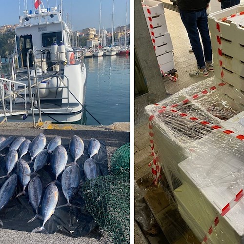 Salerno, controlli sulla filiera ittica: sequestri e sanzioni della Guardia Costiera 