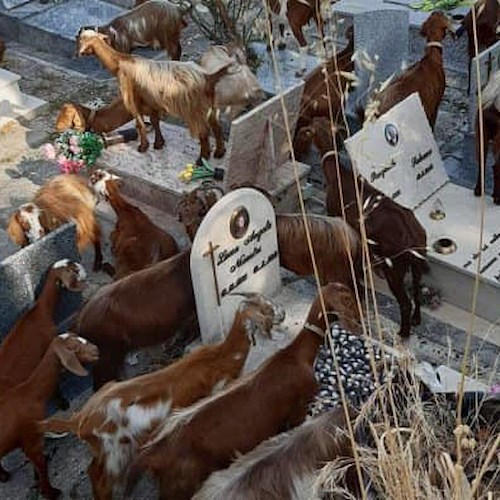 Salerno, gregge di capre invade il cimitero: danni al luogo sacro e polemiche 