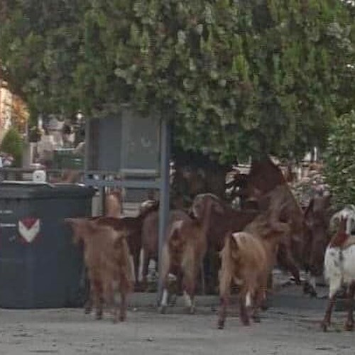 Salerno, gregge di capre invade il cimitero: danni al luogo sacro e polemiche 