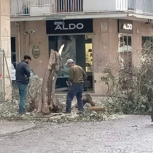 Salerno, tagliano illegalmente albero sul Corso. La rabbia del Sindaco: «Iniziativa molto grave ed inconsulta»