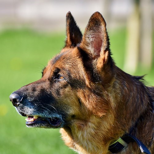 Salerno, uomo muore in casa dopo essere stato azzannato dal cane 