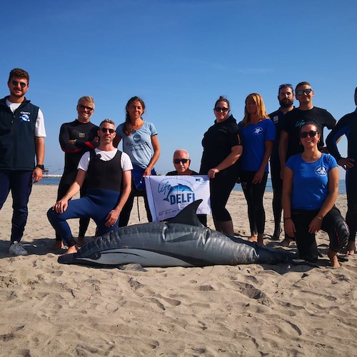 Salvare delfini in difficoltà: anche l'Area Marina Punta Campanella al corso di formazione per Rescue Team