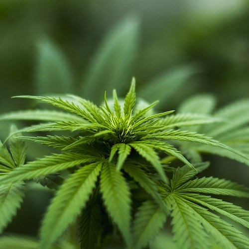 San Giorgio a Cremano, acquista sul web pastore per il presepe: gli arrivano 10kg di marijuana